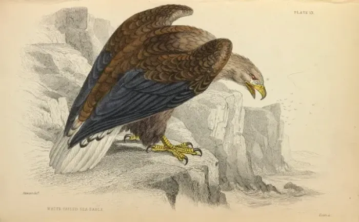 Framed Print : White-tailed Eagle Framed Print : White-tailed Eagle