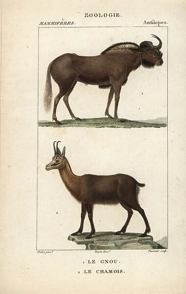 White-tailed gnu, Connochaetes gnou, and Pyrenean