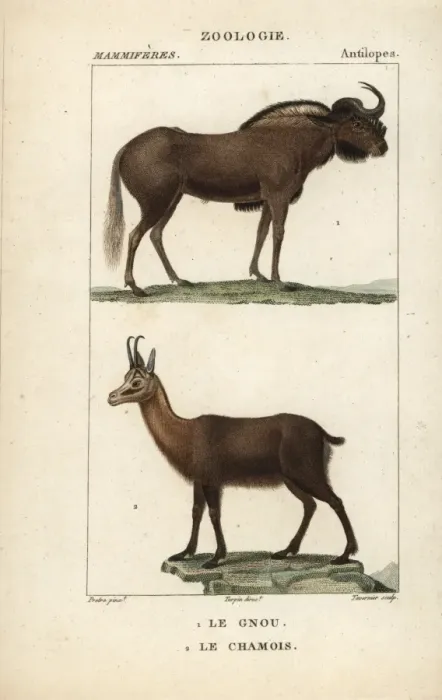 Framed Print : White-tailed gnu, Connochaetes gnou, and Pyrenean Framed Print : White-tailed gnu, Connochaetes gnou, and Pyrenean
