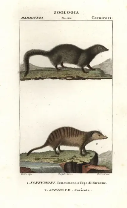 Framed Print : White tailed mongoose, Ichneumia albicauda Framed Print : White tailed mongoose, Ichneumia albicauda