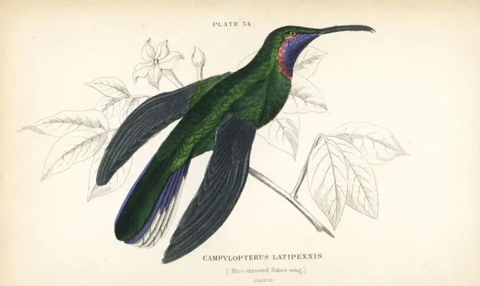 Framed Print : White-tailed sabrewing, Campylopterus ensipennis Framed Print : White-tailed sabrewing, Campylopterus ensipennis