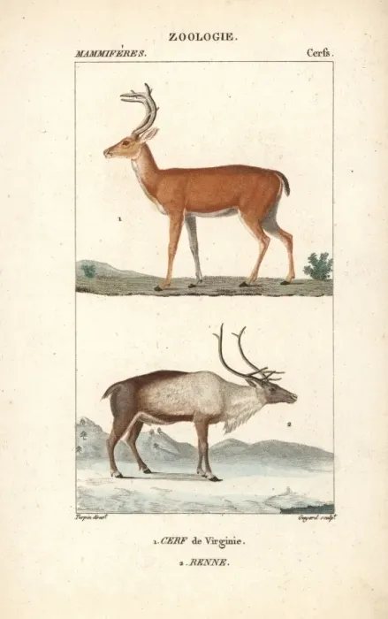 Framed Print : White-tailed or Virginia deer, Odocoileus virginianus Framed Print : White-tailed or Virginia deer, Odocoileus virginianus
