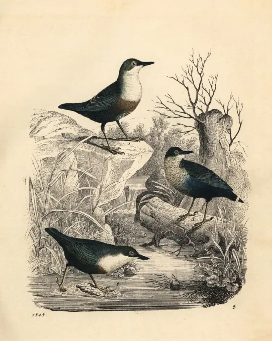 Framed Print : White-throated dipper, Cinclus cinclus Framed Print : White-throated dipper, Cinclus cinclus