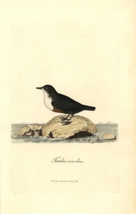 Framed Print : White-throated dipper or water ouzel, Cinclus cinclus Framed Print : White-throated dipper or water ouzel, Cinclus cinclus