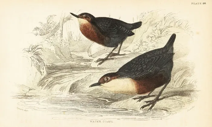 Framed Print : White-throated dipper or water ouzel, Cinclus cinclus Framed Print : White-throated dipper or water ouzel, Cinclus cinclus