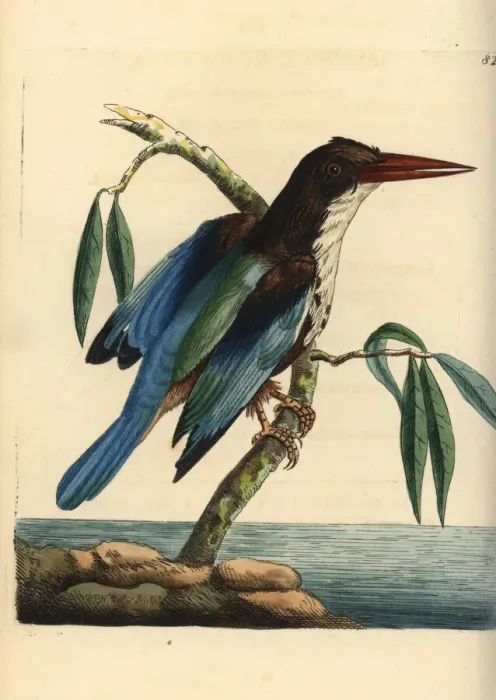 Framed Print : White-throated kingfisher, Halcyon smyrnensis Framed Print : White-throated kingfisher, Halcyon smyrnensis