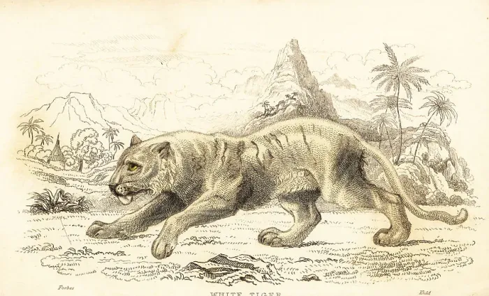 Framed Print : White tiger, Panthera tigris tigris. Endangered Framed Print : White tiger, Panthera tigris tigris. Endangered