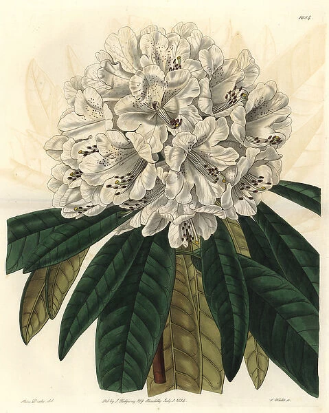 White tree rhododendron, Rhododendron arboreum var album