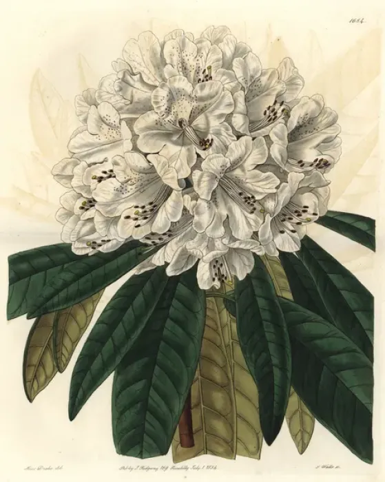 Framed Print : White tree rhododendron, Rhododendron arboreum var album Framed Print : White tree rhododendron, Rhododendron arboreum var album