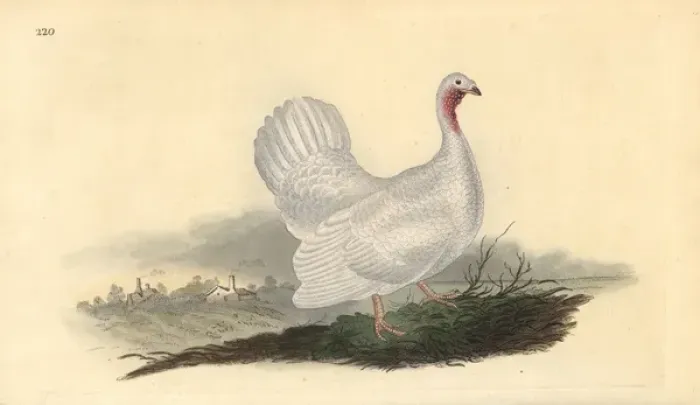 Framed Print : White turkey, Melagris gallopavo (variant) Framed Print : White turkey, Melagris gallopavo (variant)