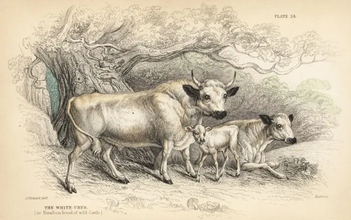 Framed Print : White urus, or Hamilton breed of wild cattle Framed Print : White urus, or Hamilton breed of wild cattle