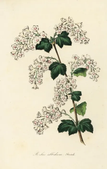 Framed Print : White variety of redcurrant, Ribes sanguineum albidum Framed Print : White variety of redcurrant, Ribes sanguineum albidum