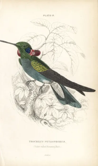 Framed Print : White-vented violetear, Colibri serrirostris Framed Print : White-vented violetear, Colibri serrirostris