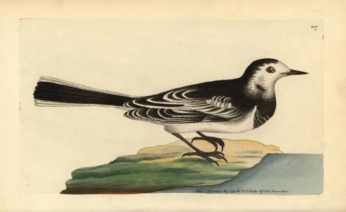Framed Print : White wagtail, Motacilla alba Framed Print : White wagtail, Motacilla alba