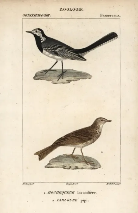 Framed Print : White wagtail, Motacilla alba, and tree pipit Framed Print : White wagtail, Motacilla alba, and tree pipit