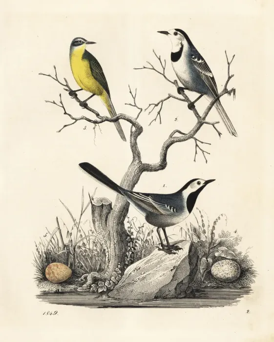 Framed Print : White wagtail and western yellow wagtail Framed Print : White wagtail and western yellow wagtail