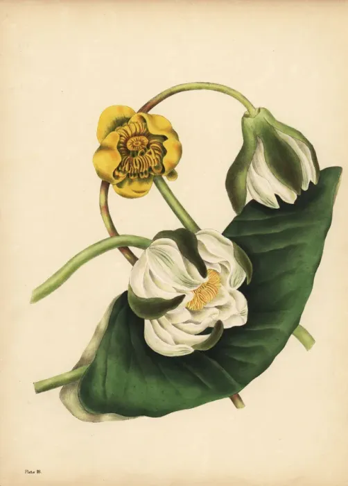 Framed Print : The white Water-Lily and yellow Nuphar, Silence Framed Print : The white Water-Lily and yellow Nuphar, Silence