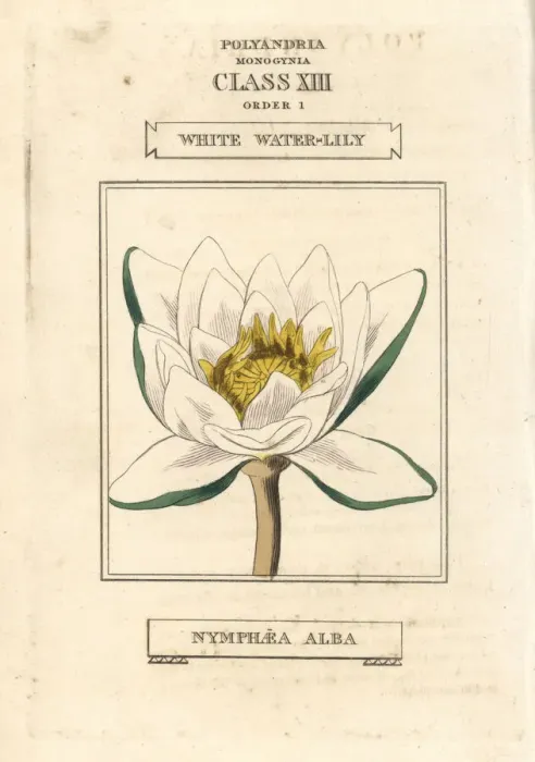 Framed Print : White waterlily, Nymphaea alba Framed Print : White waterlily, Nymphaea alba