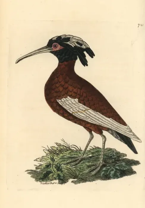 Framed Print : White-winged ibis, Lophotibis cristata Framed Print : White-winged ibis, Lophotibis cristata
