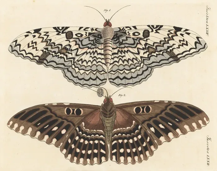 Framed Print : White witch moth, Thysania agrippina Framed Print : White witch moth, Thysania agrippina