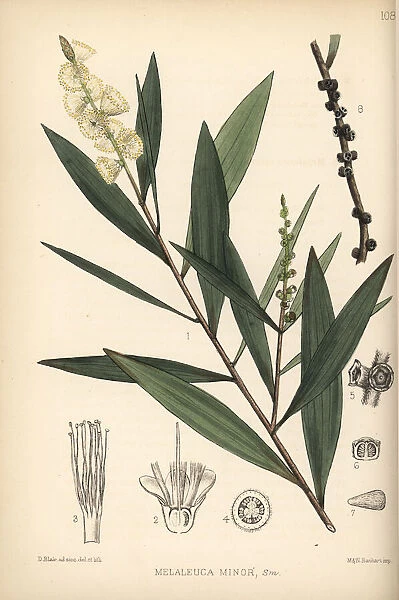 White wood, white samet or cajuput, Melaleuca cajuputi
