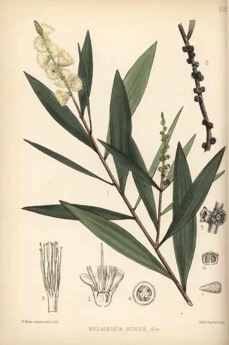 Framed Print : White wood, white samet or cajuput, Melaleuca cajuputi Framed Print : White wood, white samet or cajuput, Melaleuca cajuputi
