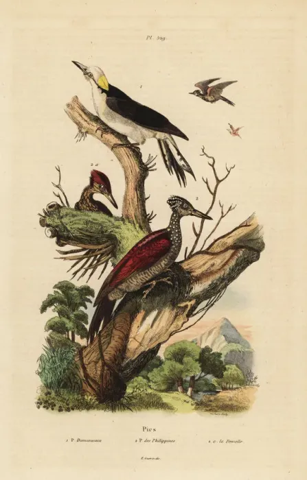 Framed Print : White woodpecker and Philippine pygmy woodpecker Framed Print : White woodpecker and Philippine pygmy woodpecker