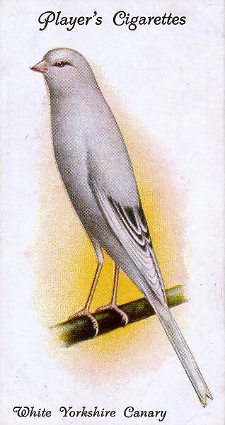 White Yorkshire Canary