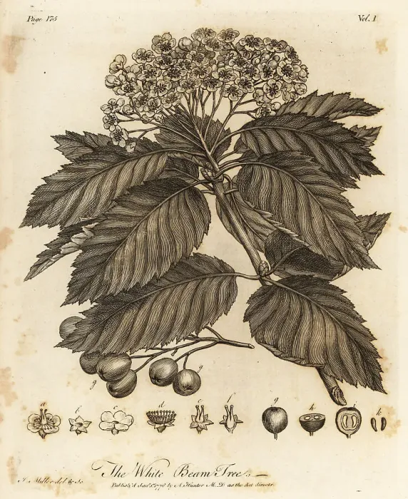 Framed Print : Whitebeam, Sorbus aria Framed Print : Whitebeam, Sorbus aria