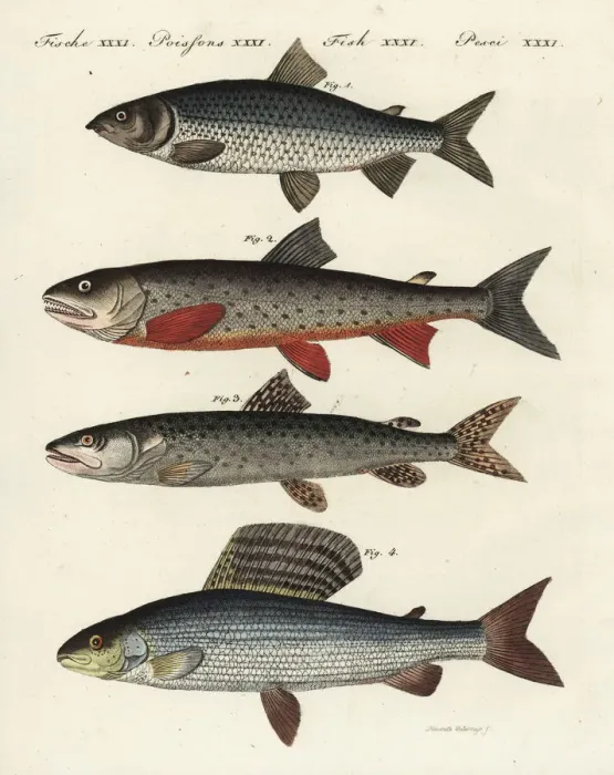 Framed Print : Whitefish, char, Danube salmon and grayling Framed Print : Whitefish, char, Danube salmon and grayling