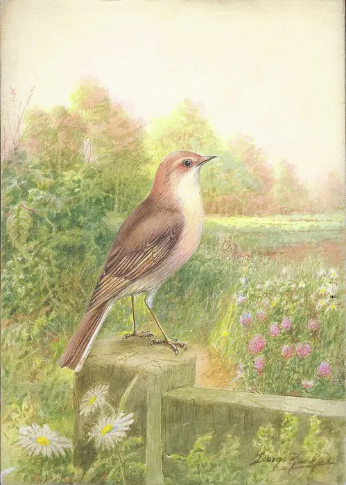 Framed Print : Whitethroat Framed Print : Whitethroat