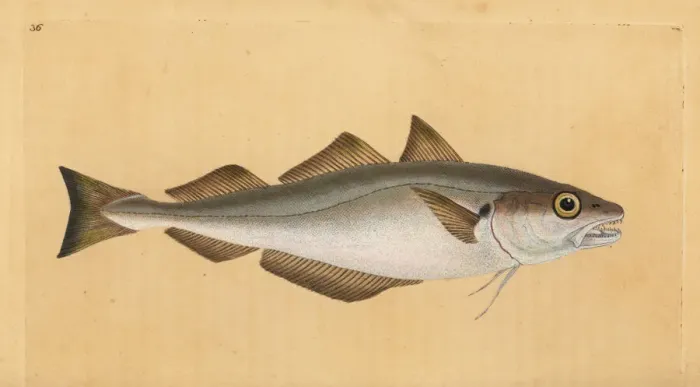 Framed Print : Whiting, Merlangius merlangus Framed Print : Whiting, Merlangius merlangus