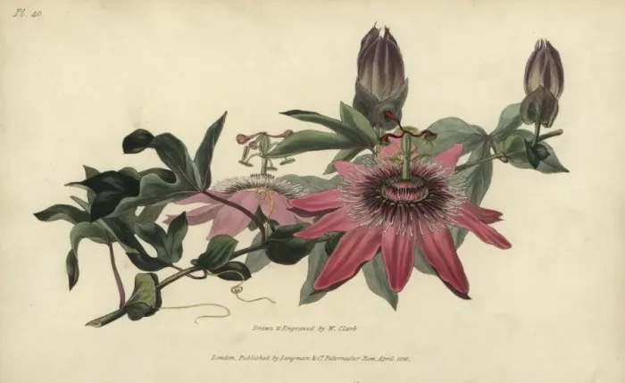 Framed Print : Whitleys hybrid passionflower, Passiflora caerulea-racemosa Framed Print : Whitleys hybrid passionflower, Passiflora caerulea-racemosa