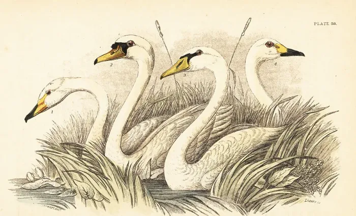 Framed Print : Whooper swan, mute swan, Bewick's swan Framed Print : Whooper swan, mute swan, Bewick's swan