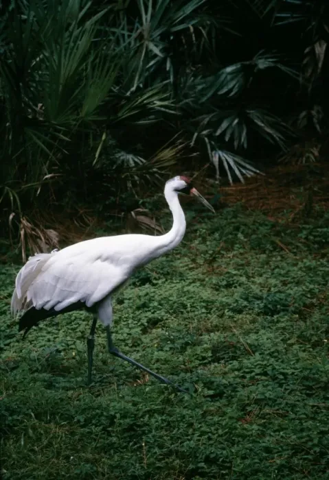 Framed Print : Whooping Crane