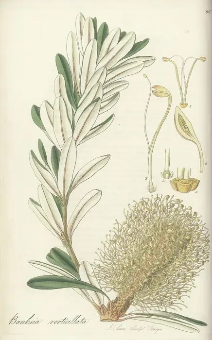 Framed Print : Whorl-leaved banksia, Banksia verticillata, vulnerable Framed Print : Whorl-leaved banksia, Banksia verticillata, vulnerable