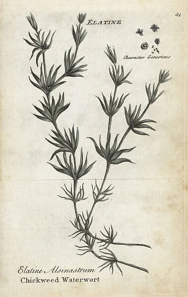 Whorled or chickweed waterwort, Elatine alsinastrum