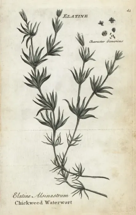 Framed Print : Whorled or chickweed waterwort, Elatine alsinastrum Framed Print : Whorled or chickweed waterwort, Elatine alsinastrum