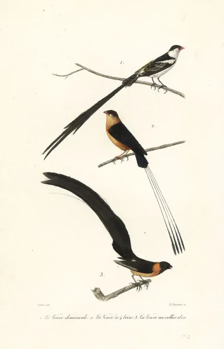 Framed Print : Whydah birds Framed Print : Whydah birds