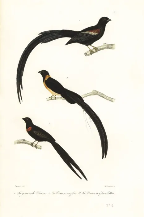 Framed Print : Whydah birds and widowbird Framed Print : Whydah birds and widowbird