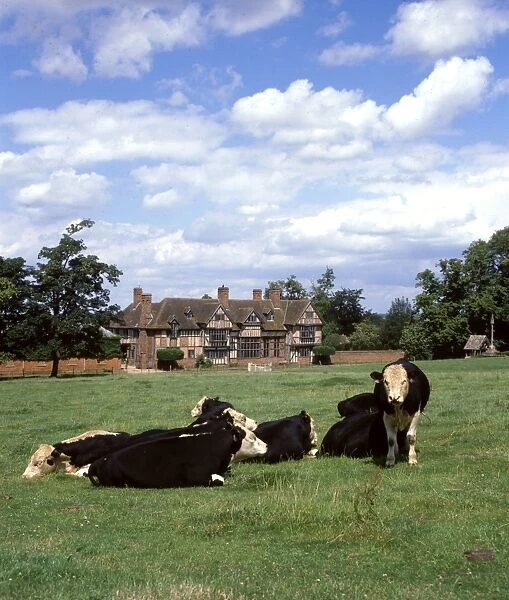 Wick Manor with cattle, Wick, Worcestershire