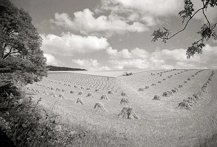 Framed Print : Wide angle photos of farmland Yorkshire with small haystacks Date: 1947 - 1948 Framed Print : Wide angle photos of farmland Yorkshire with small haystacks Date: 1947 - 1948