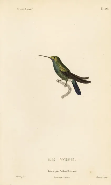 Framed Print : Wieds hummingbird, Ornismya wiedii Framed Print : Wieds hummingbird, Ornismya wiedii