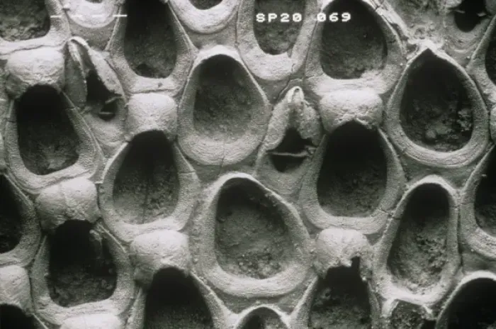 Framed Print : Wilbertopora woodwardi (Brydone), bryozoan Framed Print : Wilbertopora woodwardi (Brydone), bryozoan