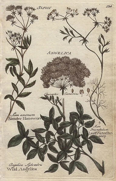 Wild angelica, Angelica sylvestris, honewort