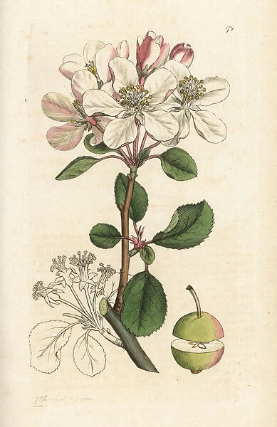 Wild apple or crabtree, Malus domestica