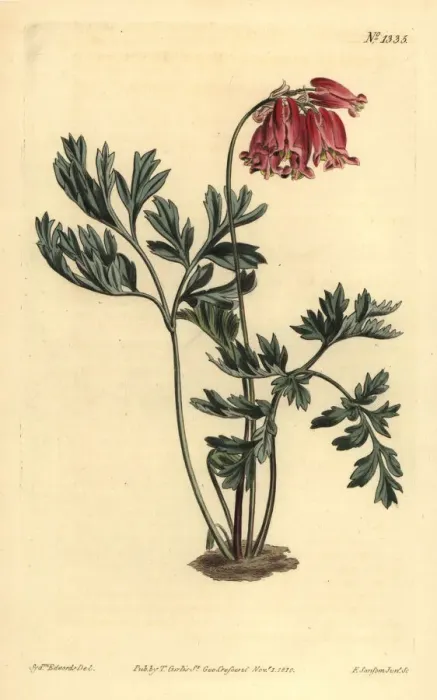Framed Print : Wild bleeding heart, Dicentra formosa Framed Print : Wild bleeding heart, Dicentra formosa