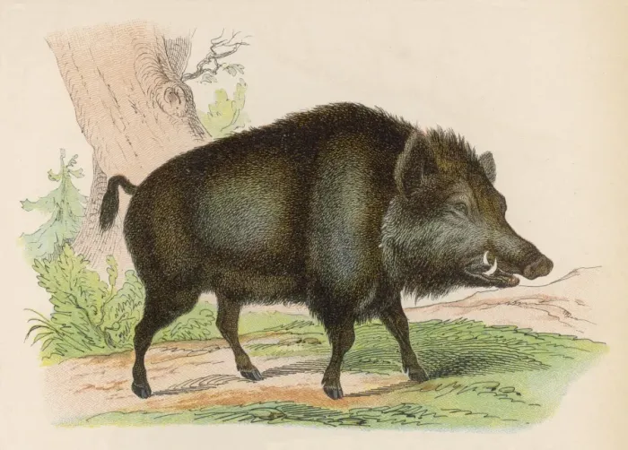 Framed Print : WILD BOAR. Wild Boar Framed Print : WILD BOAR. Wild Boar
