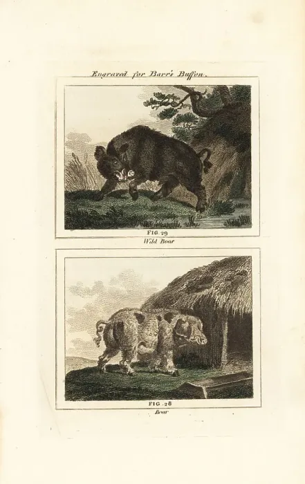 Framed Print : Wild boar and domestic pig Framed Print : Wild boar and domestic pig