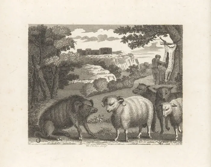 Framed Print : The Wild Boar and the Ram Framed Print : The Wild Boar and the Ram